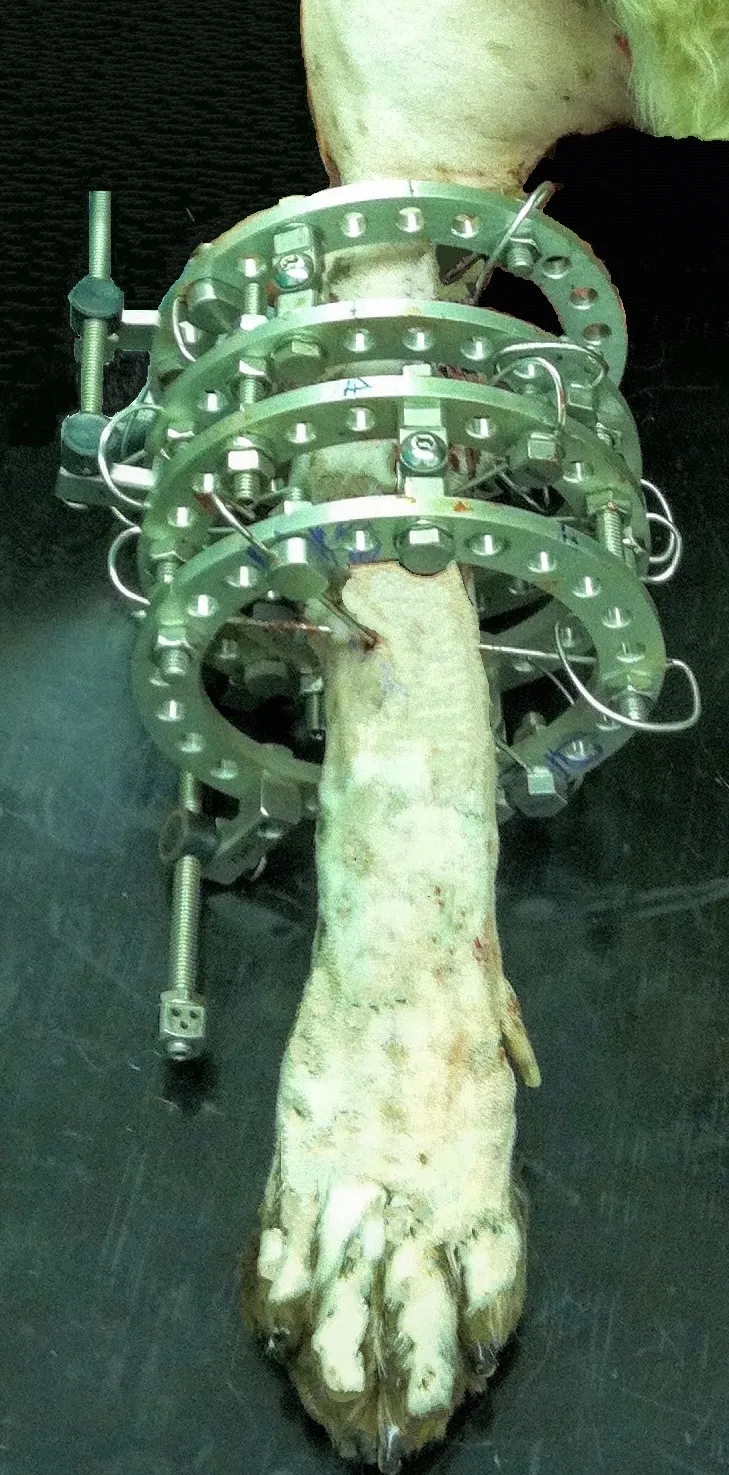 Photo showing a three ring circular external fixator used to correct limb deformity applied to the antebrachium of a dog