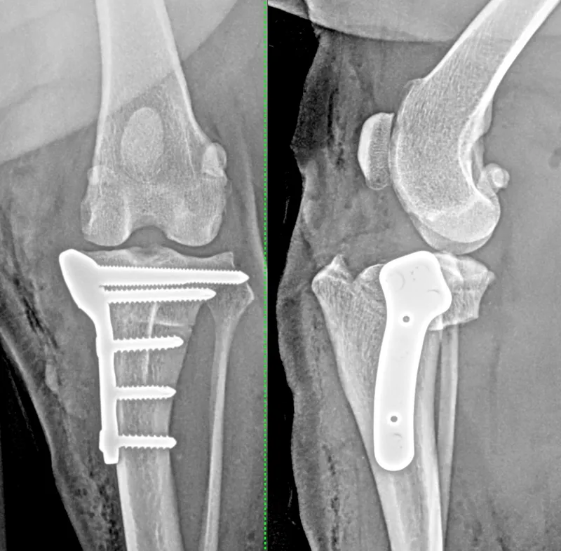 Post-operative TPLO X-Rays showing plate fixation