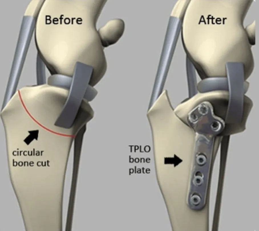 TPLO Diagram
