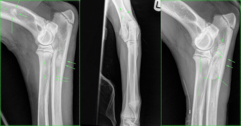 Panosteitis Radiographs