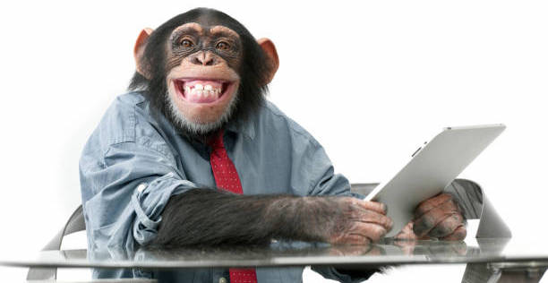 Smiling chimpanzee holding a tablet