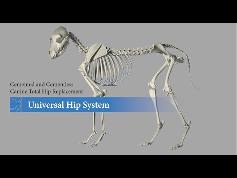 Canine Total Hip Replacement Animation