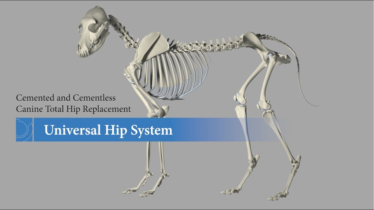 how much is a hip replacement for a dog