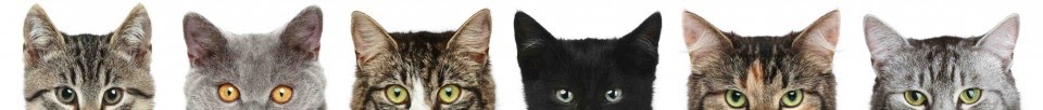 cats-peering-over-e1363717765656