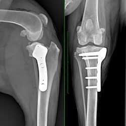 TPLO X-rays