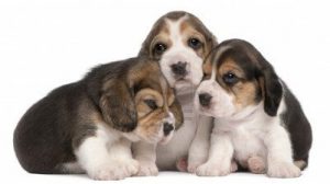 beaglepups