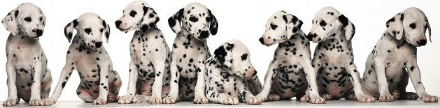 dalmations